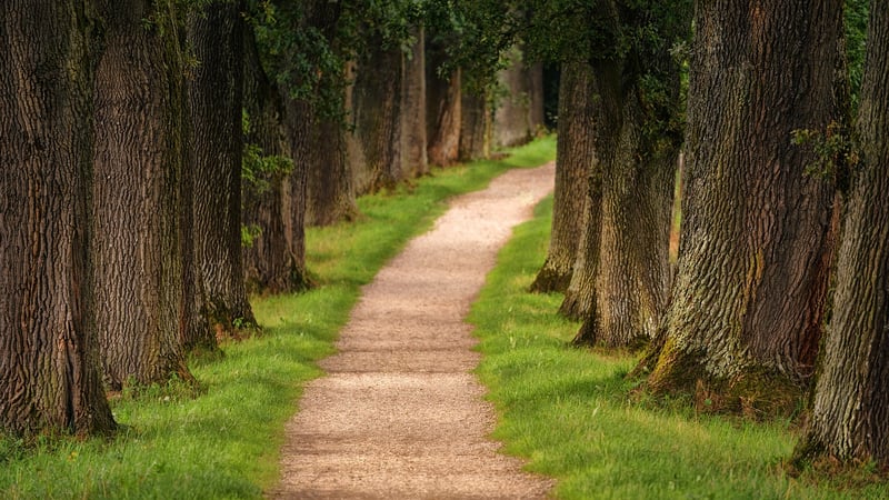 Tree-Lined Path