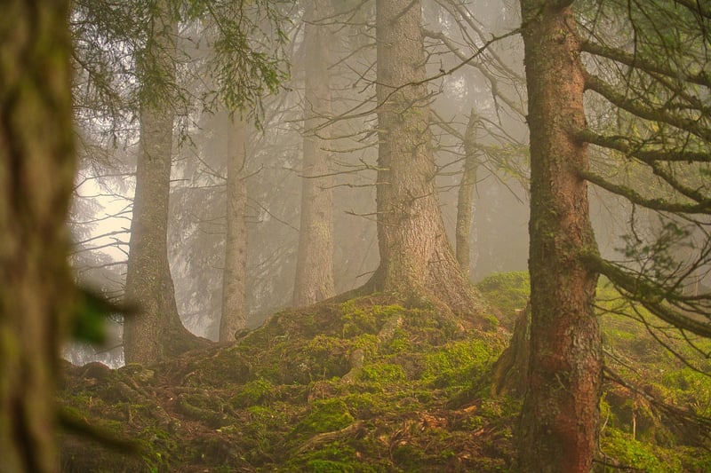 Forest Trail